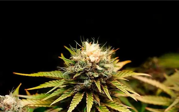 Mimosa F1 Feminized Photoperiod