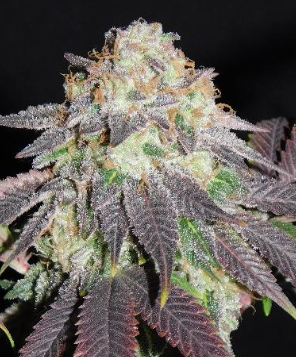 Shop Our Premium F1 Seeds