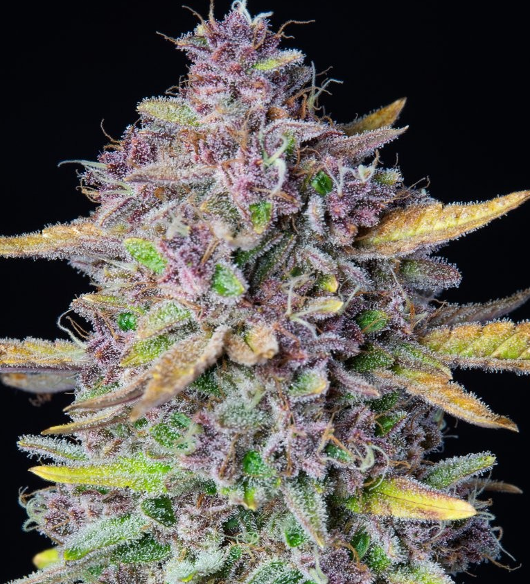 Purple Punch F1 feminized photoperiod