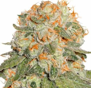 Critical F1 Feminized photoperiod