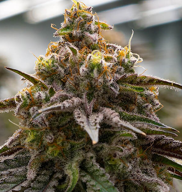 Sour Mac F1 Feminized Photoperiod