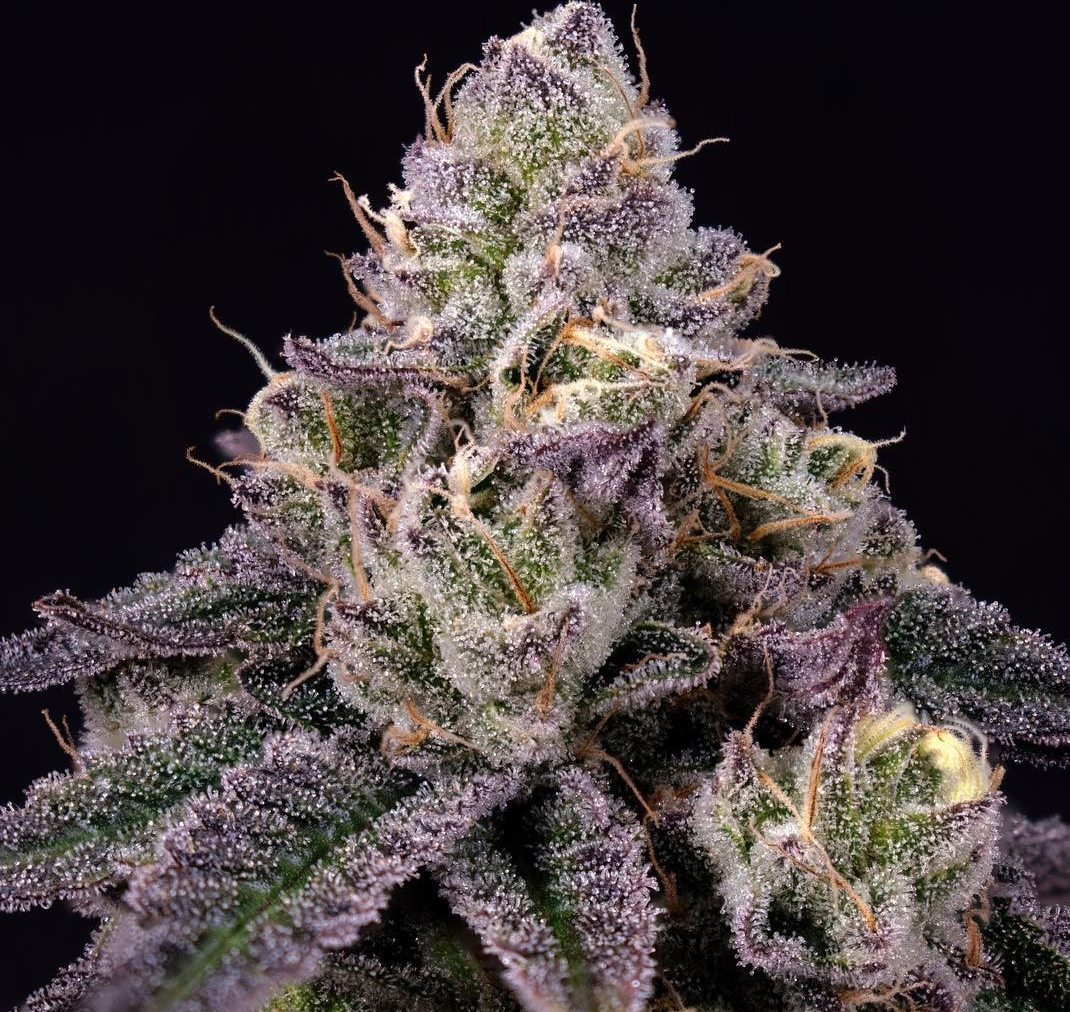 Purple Kush Feminized Photoperiod F1