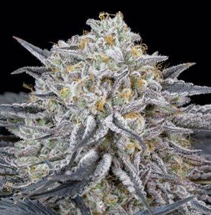 Watermelon OG F1 feminized photoperiod