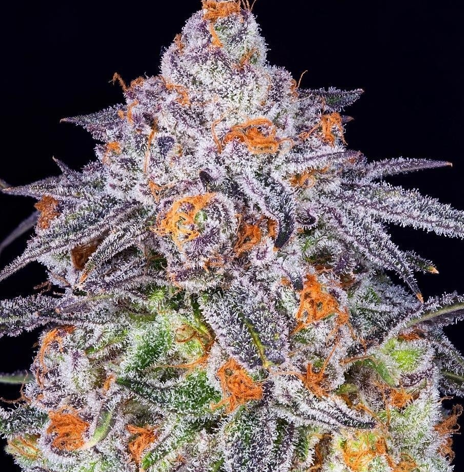 Gelato Punch F1 Feminized Autoflower