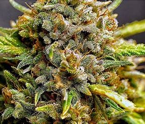 Northern Lights F1 Feminized Autoflower
