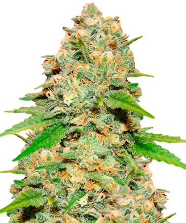 Strawberry Haze F1 Feminized Autoflower