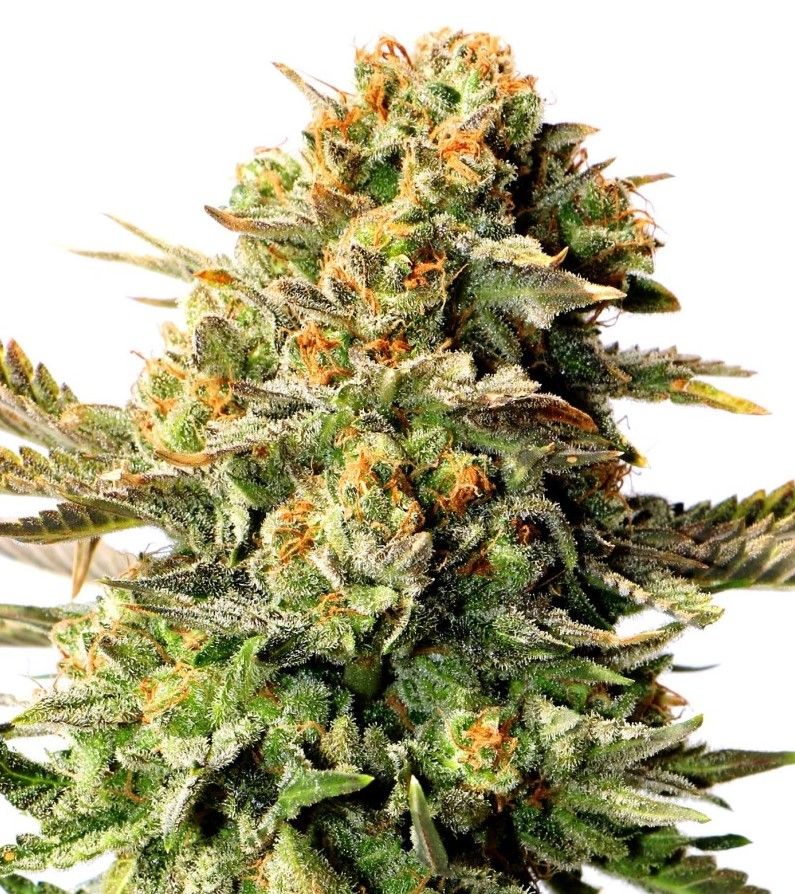G13 Feminized Autoflower 