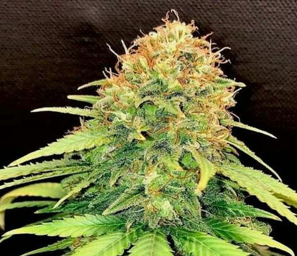 Gold Leaf Feminized Autoflower