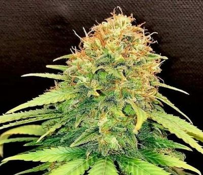 Gold Leaf Feminized Autoflower
