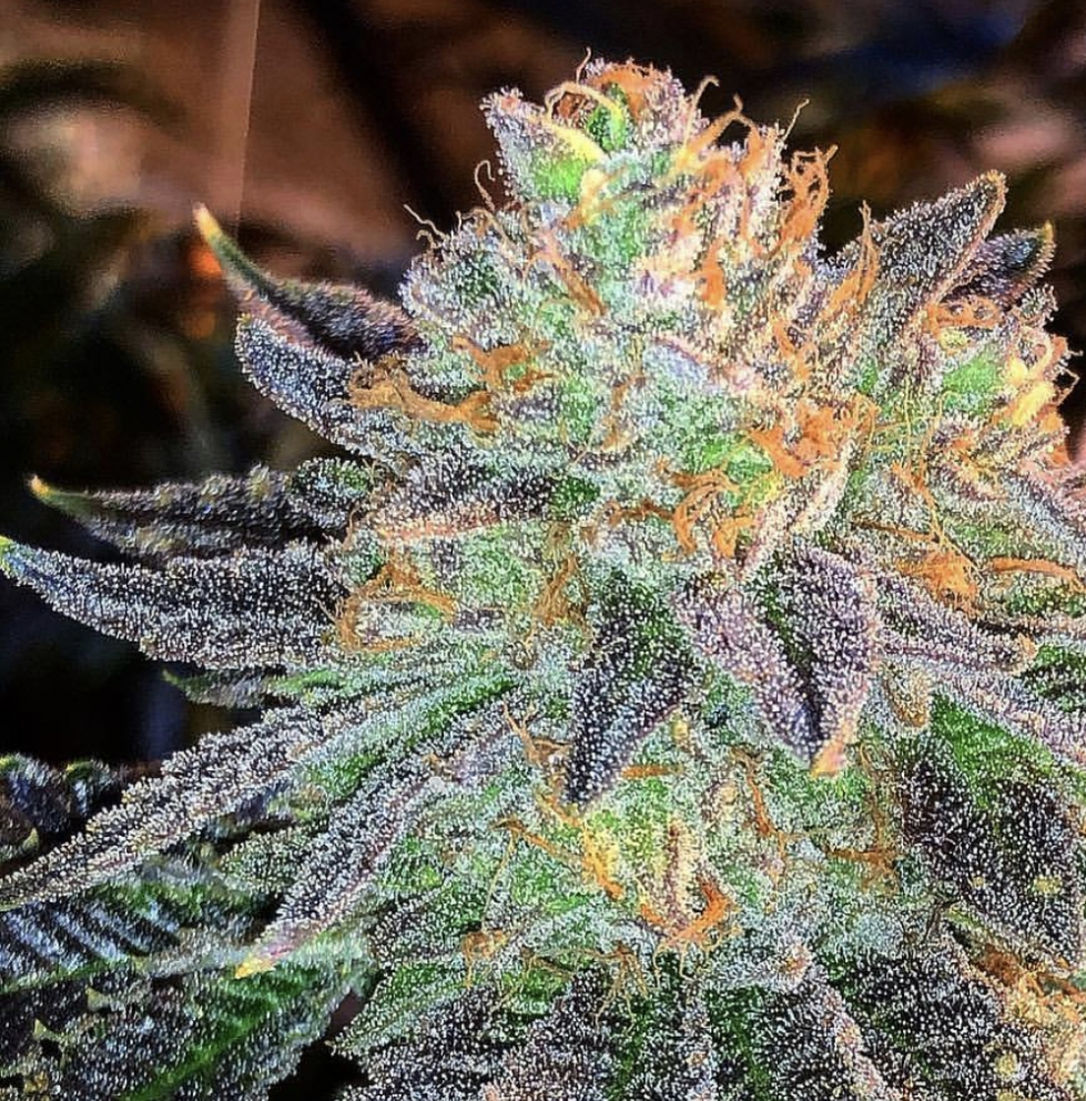Zkittlez Tangie Power Feminized Autoflower 