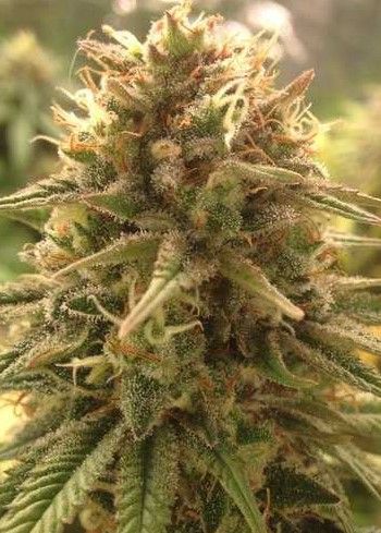 DeeLite Feminized Autoflower 
