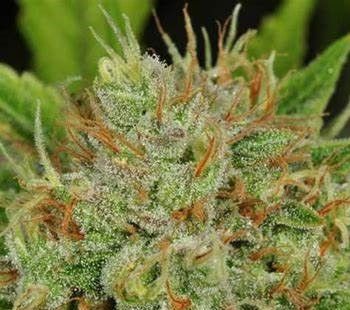 Hindu Kush Feminized Autoflower 