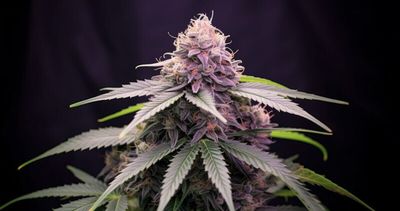 Purple Lemonade Feminized Autoflower