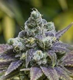 Blue Grape Fuel Feminized Photoperiod