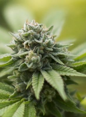 Jack Herer x Gorilla Glue Feminized Autoflowers