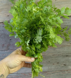 Cilantro