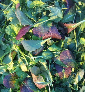 Mesclun Mix