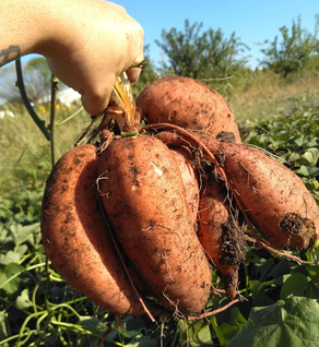 Orange Sweet Potato