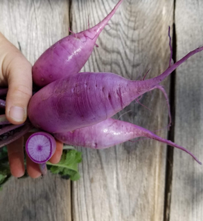 Purple Daikon Radishes