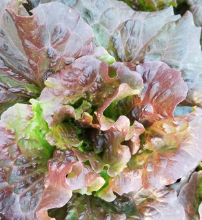 Red Head Lettuce Red Head Lettuce