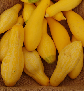 Yellow Squash