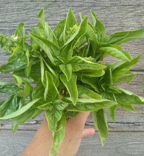 Basil