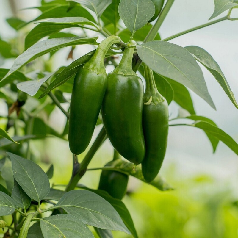 Jalapenos