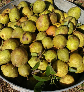 Pears