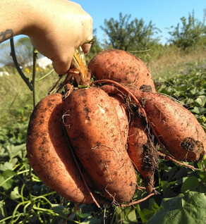 Orange Sweet Potato