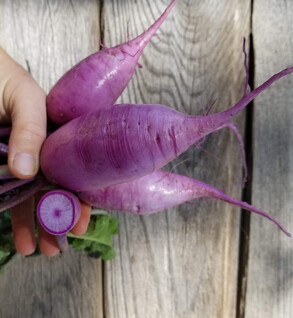 Purple Daikon Radishes