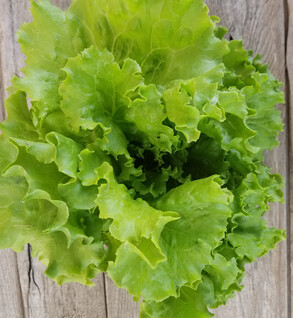 Green Head Lettuce