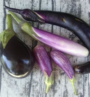 Eggplant
