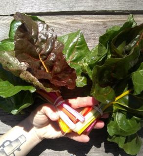 Rainbow Chard