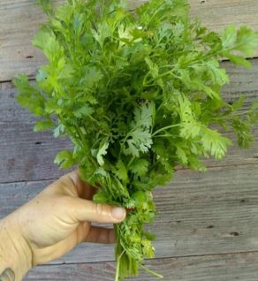 Cilantro