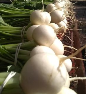 Salad Turnips