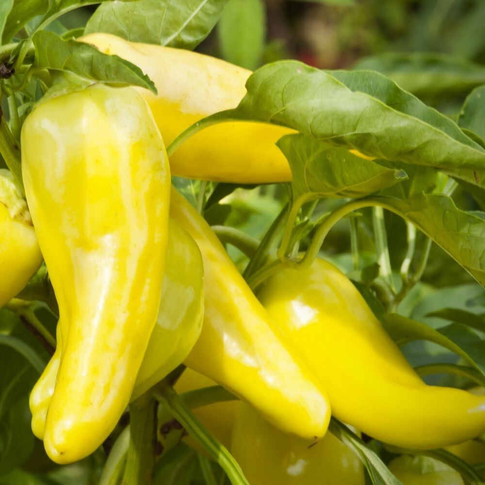 Sweet Banana Peppers Sweet Banana Peppers
