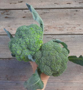 Broccoli Broccoli