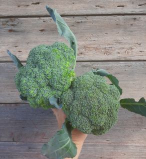 Broccoli