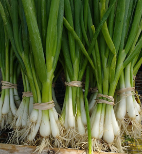 Bunching Onions