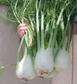 Fennel