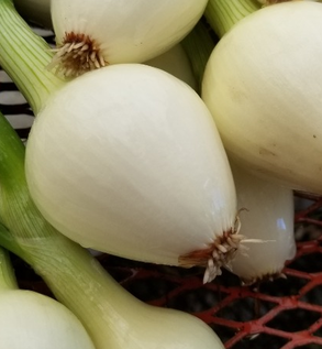 Fresh Yellow Onions Fresh Yellow Onions