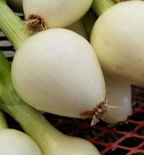 Fresh Yellow Onions