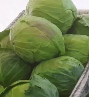 Green Cabbage