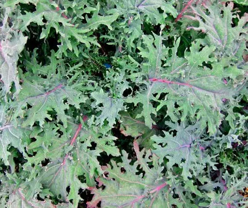 Curly Kale