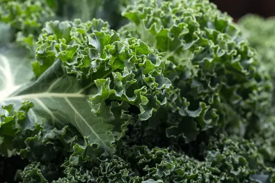 Curly Kale