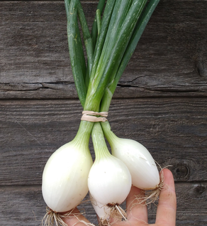 Knob Onions Knob Onions
