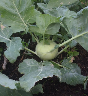 Kohlrabi Kohlrabi