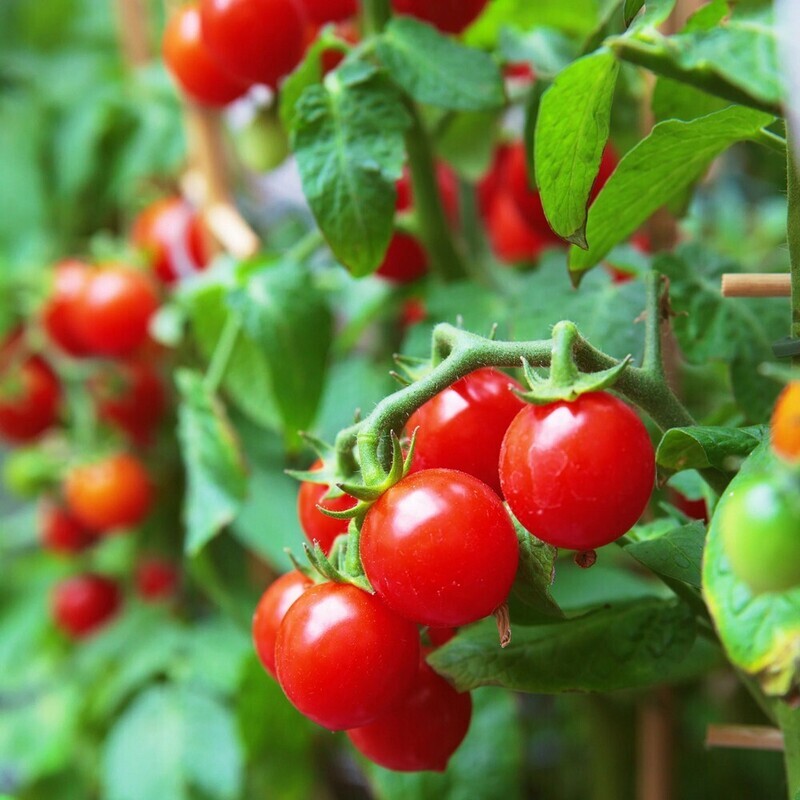 Mixed Cherry Tomatoes