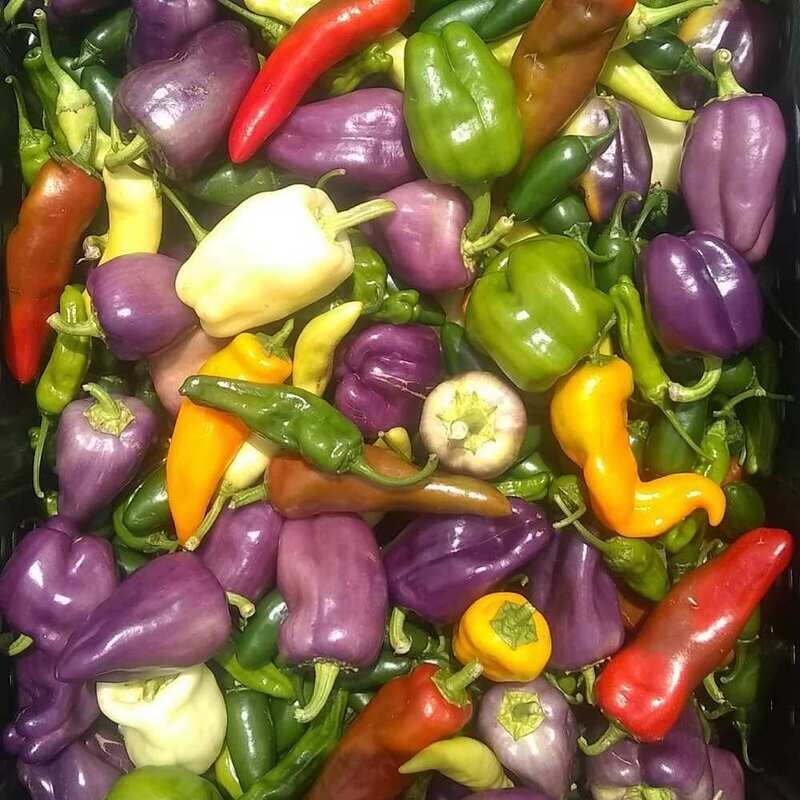 Mixed Sweet Peppers