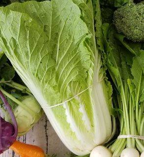 Napa Cabbage **Bug Damage**
